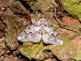 Attēlu rezultāti vaicājumam “Agriopis leucophaearia”