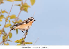 Attēlu rezultāti vaicājumam “Saxicola rubetra adult”