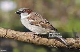 Attēlu rezultāti vaicājumam “Passer domesticus male”