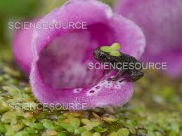 Attēlu rezultāti vaicājumam “Bufo bufo juvenile”