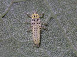 Attēlu rezultāti vaicājumam “Halyzia sedecimguttata”