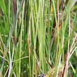 Attēlu rezultāti vaicājumam “Juncus squarrosus fruit”