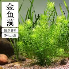 「金魚藻」的圖片搜尋結果