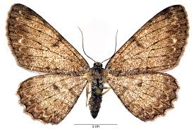 Attēlu rezultāti vaicājumam “Hypomecis punctinalis”