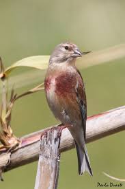 Attēlu rezultāti vaicājumam “Carduelis cannabina male”