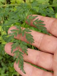 Attēlu rezultāti vaicājumam “Peucedanum palustre leaf”