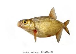 Image result for Blicca bjoerkna