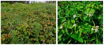 Attēlu rezultāti vaicājumam “Rubus caesius”