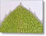 Attēlu rezultāti vaicājumam “Elodea canadensis leaf”