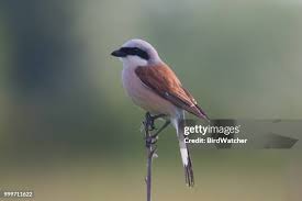 Attēlu rezultāti vaicājumam “Lanius collurio”