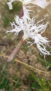 Image result for Dianthus superbus