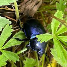 Attēlu rezultāti vaicājumam “Trypocopris vernalis”