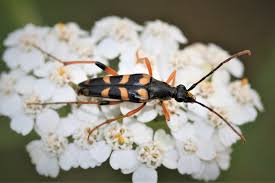 Attēlu rezultāti vaicājumam “Strangalia attenuata”