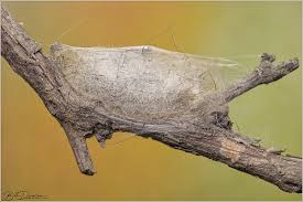 Attēlu rezultāti vaicājumam “Ichneumonidae cocoon”