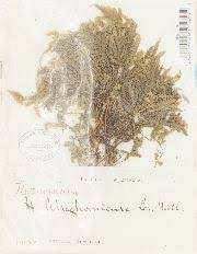 Attēlu rezultāti vaicājumam “Thamnobryum subserratum”