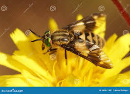 Attēlu rezultāti vaicājumam “Rhabdomiris striatellus imago”