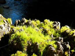 Attēlu rezultāti vaicājumam “Campylopus introflexus”