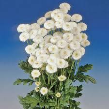 Image result for Tanacetum parthenium 'Tetraweiss'