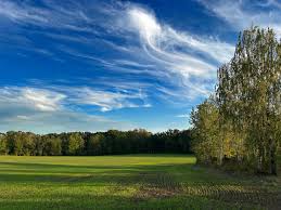 Attēlu rezultāti vaicājumam “Badhamiopsis praetermissa”