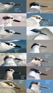 Image result for Sterna acuflavida