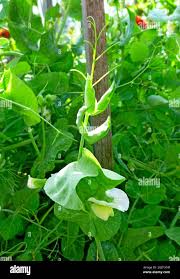 Attēlu rezultāti vaicājumam “Pisum sativum leaf”