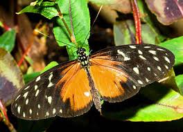 Image result for Papilionoidea