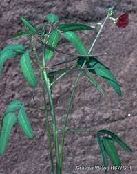 Attēlu rezultāti vaicājumam “Enteridium liceoides macro”