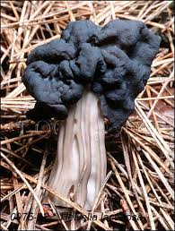 Attēlu rezultāti vaicājumam “Helvella lacunosa”