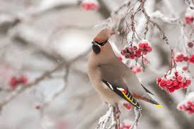 Attēlu rezultāti vaicājumam “Bombycilla garrulus adult”