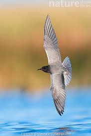 Attēlu rezultāti vaicājumam “Chlidonias niger”