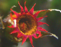 Attēlu rezultāti vaicājumam “Schistidium apocarpum macro”