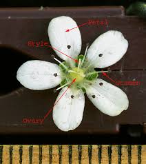 Attēlu rezultāti vaicājumam “Moehringia lateriflora flower”