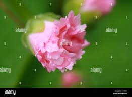 Image result for Alcea rosea `Appleblossom`