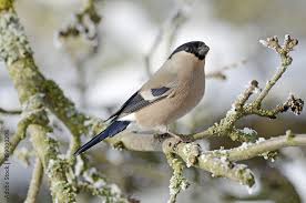 Attēlu rezultāti vaicājumam “Pyrrhula pyrrhula female”