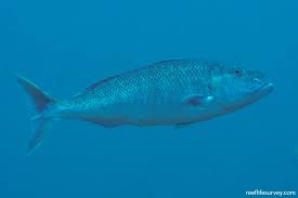 Image result for Aprion virescens