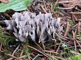 Attēlu rezultāti vaicājumam “Thelephora palmata”