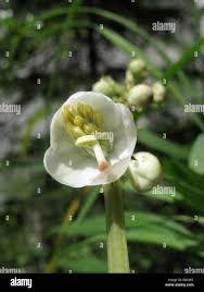 Attēlu rezultāti vaicājumam “Pyrola rotundifolia flower”