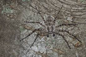 Attēlu rezultāti vaicājumam “Philodromus margaritatus”