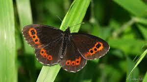 Attēlu rezultāti vaicājumam “Erebia ligea”