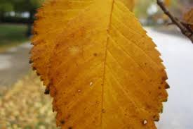 Attēlu rezultāti vaicājumam “Ulmus minor”