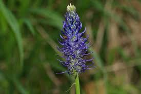 Attēlu rezultāti vaicājumam “Phyteuma spicatum leaf”