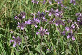 Attēlu rezultāti vaicājumam “Clinopodium vulgare leaf”