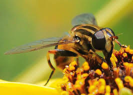 Attēlu rezultāti vaicājumam “Helophilus hybridus male”