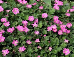 Attēlu rezultāti vaicājumam “Enteridium variabile”