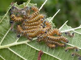 Attēlu rezultāti vaicājumam “Phalera bucephala imago”