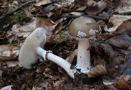 Attēlu rezultāti vaicājumam “Amanita excelsa”