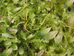 Attēlu rezultāti vaicājumam “Cephalozia connivens macro”