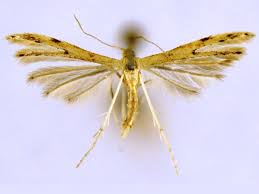 Attēlu rezultāti vaicājumam “Adaina microdactyla”