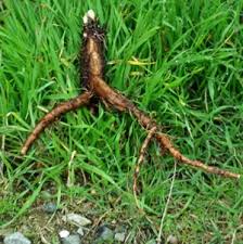 Attēlu rezultāti vaicājumam “Lithospermum officinale”