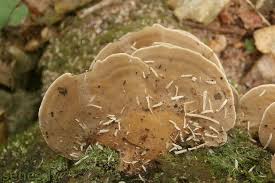 Attēlu rezultāti vaicājumam “Inonotus leporinus”